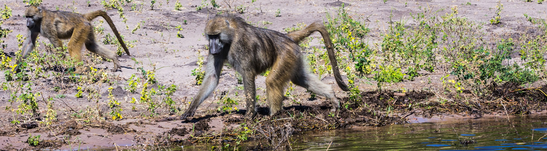 Chacma baboons walking along the Chobe riverbank