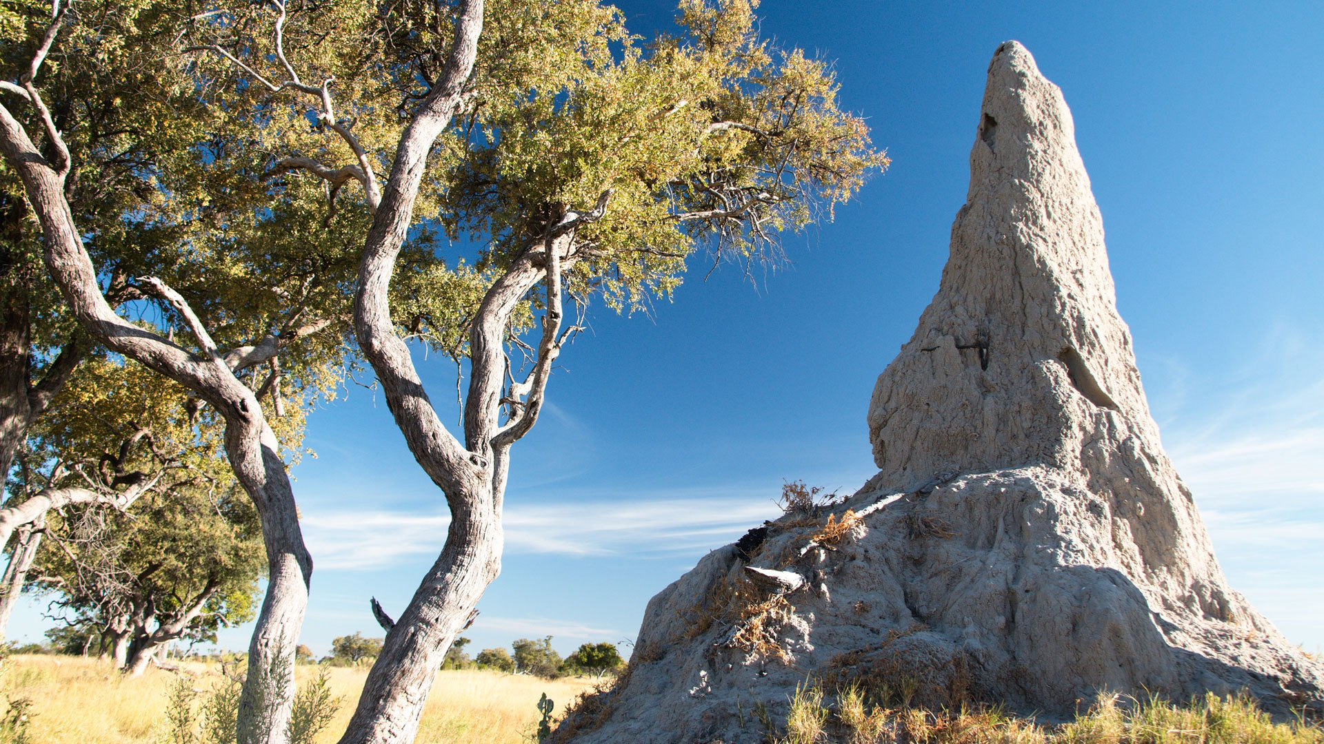 Giant termite mound beside trees in the Botswana bush