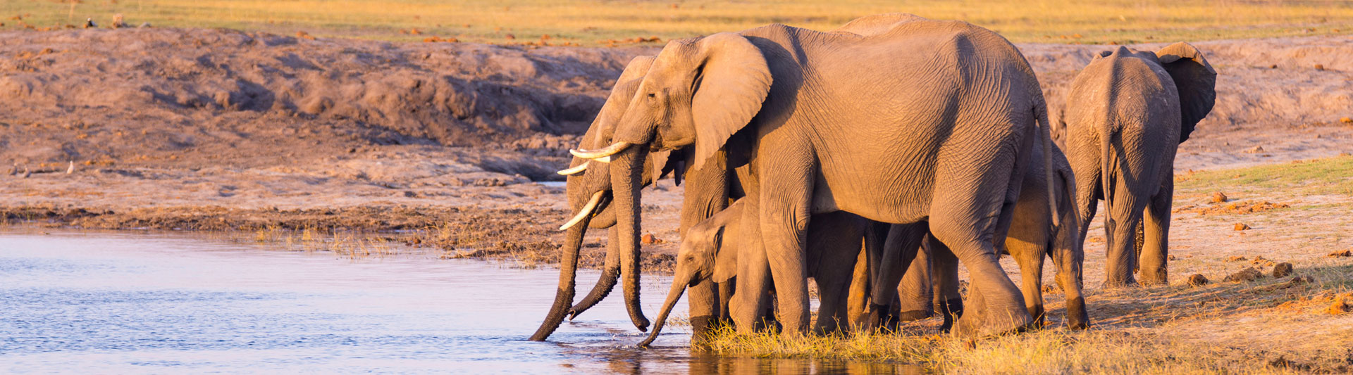 Elephant family drinking at the Chobe River in golden evening light