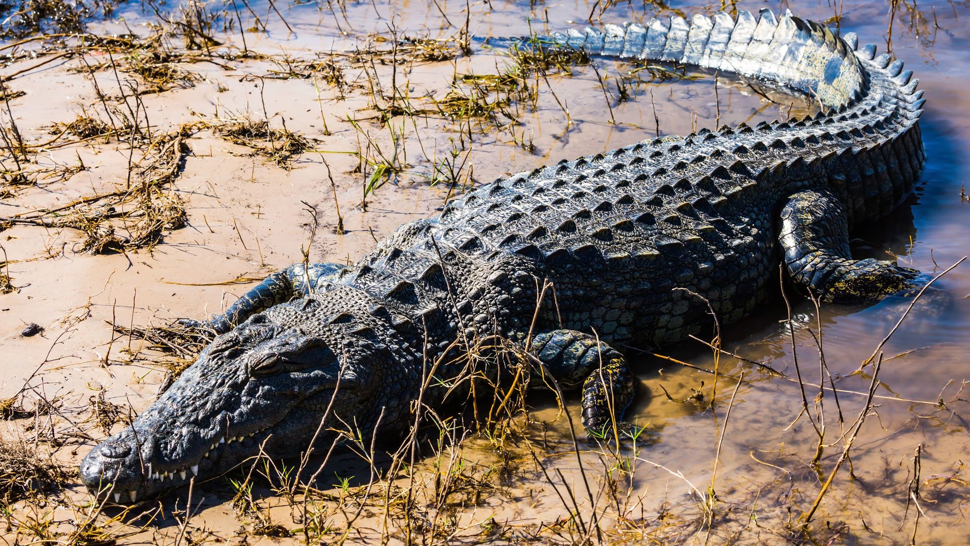 Nile crocodile basking on the Chobe riverbank